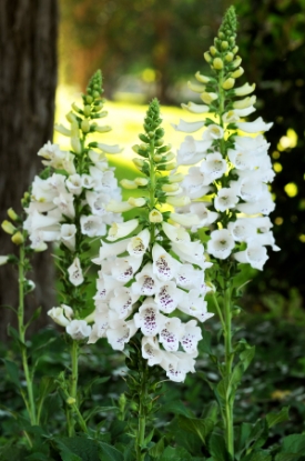Picture of Digitalis (Foxglove) Dalmation F1 - White